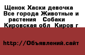 Щенок Хаски девочка - Все города Животные и растения » Собаки   . Кировская обл.,Киров г.